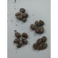 20 Castor oil seeds 100percent germinate for grow caster plant Eranda ( Riccinus communis ) castor beens arand treeuse for many purpose. 