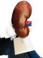 Lungs Model. 