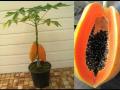 10Pcs Red Dwarf Papaya Seeds. 