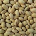 Soya Bean Seeds 1 kg. 