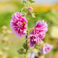 Hollyhock Seeds (Dwarf) - Queeny Purple 15gm. 