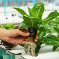 GENERAL HYDROPONICS ORIGINAL FLORA SERIES 3 bottles set (USA imported). 
