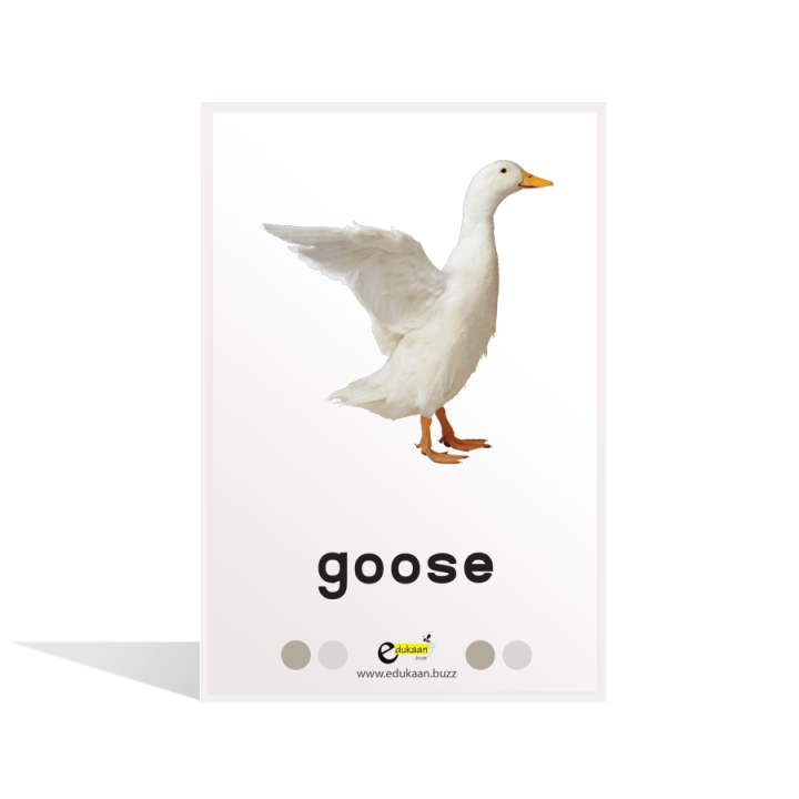 Farm%20&%20Pets%20Flash%20Cards%20-%208004%20-%20Image%202