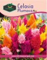 Celosia Plumosa Mix Summer Flowers seeds. 