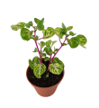 Iresine Herbstii BeafSteak Garden-Plant |Best for Seed Garden & Home Decoration|. 