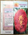 French Marigold Dwarf-Red. 