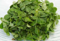 Methi / Fenugreek Vegetable Seeds - High Germination Rate. 