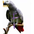 Parrot Harness + Leash ( Large Size ). 