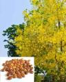 20 Seeds Amaltas -Cassia Fistula Tree Bonsai Plant Flower. 