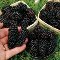 100Pcs Nutritious Giant Blackberry Raspberry Mulberry Seeds Garden Plants. 