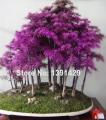Rare Purple Dawn Redwood Bonsai Tree. 