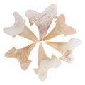 Megalodon Tooth Fossil Shark Teeth Marine Biology Science Teaching Specimen. 