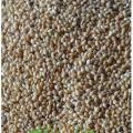 Cheena - Broomcorn Millet 1-KG / چینا. 