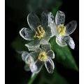 Rare Exotic Blooming Plants Skeleton Flowers Seeds. 