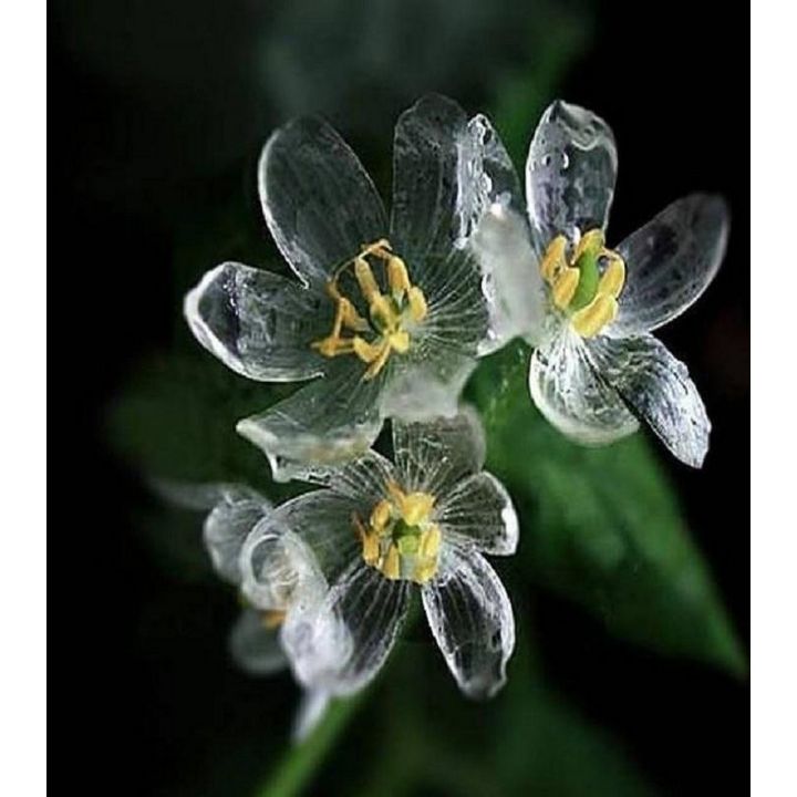 Rare Exotic Blooming Plants Skeleton Flowers Seeds