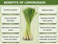 Lemon Grass Seeds - UK Imported - Lemongrass Home Kitchen Gardening. 