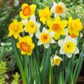 Daffodils flower Bulbs, (Gule E Nargas) 10 Fresh Bulbs). 