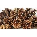 10 PECS  Natural pine cone  for  home decor. 