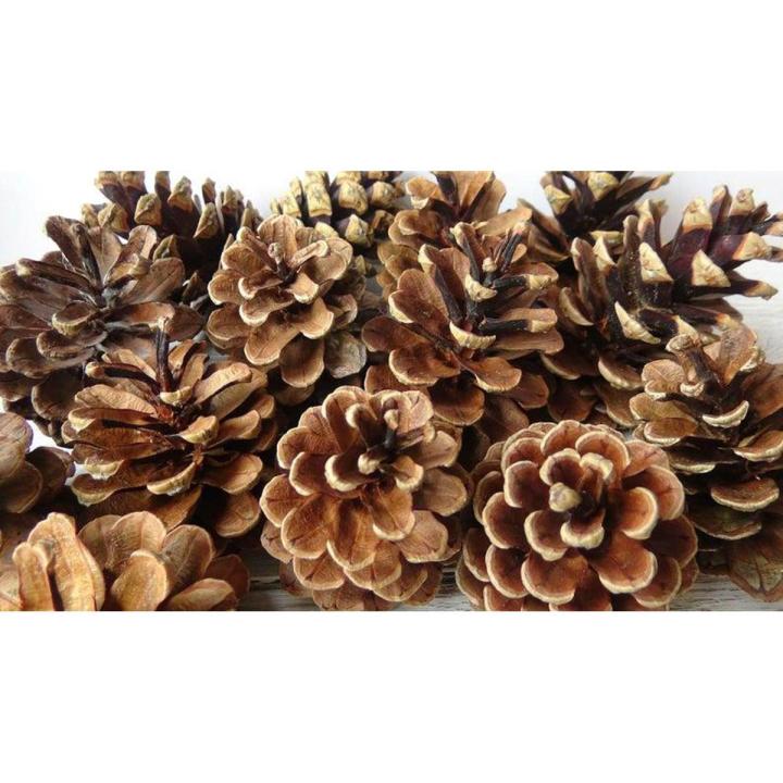 10 PECS  Natural pine cone  for  home decor