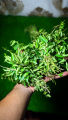 Premium Quality Curry Leaves Fresh (Kadi Patta) Best Quality Kurry Patta In Very Low Price Curry leaf. 