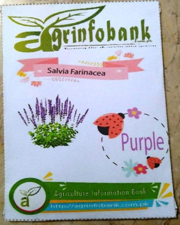 Winter%20flower%20Salvia%20Farinacea%20-%20Image%203