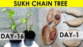 Sukh Chain Pongamia/SukhChain Tree Seeds. 