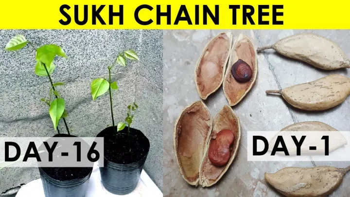10+%20Sukh%20Chain%20Pongamia/SukhChain%20Tree%20Seeds%20-%20Image%203