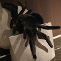 YueYangSport Realistic Big Size Spider Plush Toy Soft Plushie Stuffed Animal Scary Spider Doll Halloween Room Decoration Kids Birthday Gift. 