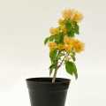 Bougainvillea Garden-Plant |Best for Seed Garden & Home Decoration|. 