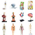 Oem More Biological Model Teaching Aids Human Skeleton Organs Science Learning Kit 3D Anatomy Human Body Toy. 