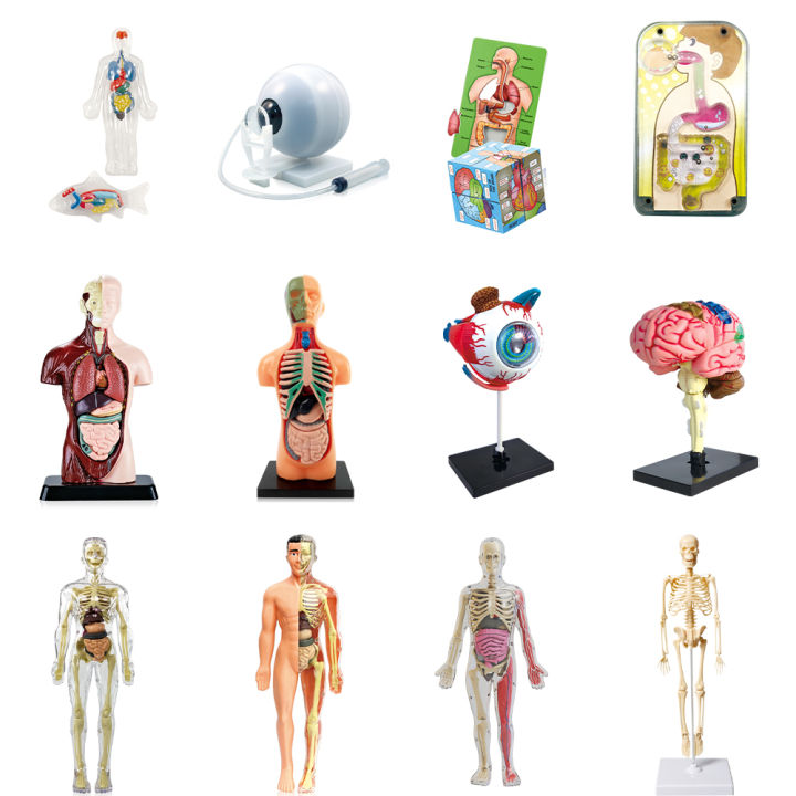 Oem More Biological Model Teaching Aids Human Skeleton Organs Science Learning Kit 3D Anatomy Human Body Toy