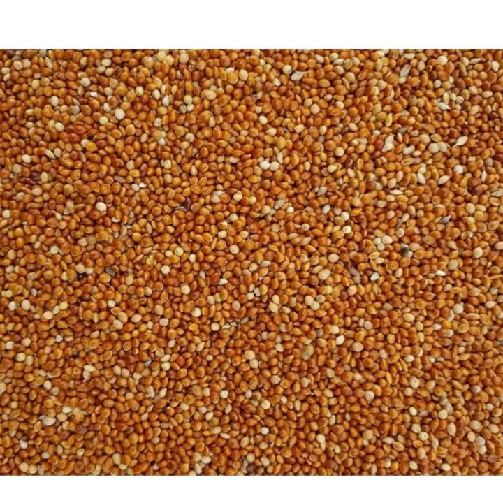 Red Kangni,laal kangni,لال کنگنی,Panicum millet Red,lal Kangni , Red Millet, Birds feed,Birds food,Seed for Canaries,Finches,Waxbills, Budgies, Lovebirds cocktail,Alexandrine parakeet,Parrots,Australian parrots,raw,ringneck and Other similar birds