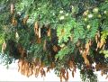 20 + Ø´ÛŒØ±ÛŒÙ†/Ø§Ù„Ø¨ÛŒØ²ÛŒØ§/Ù„ÛŒØ¨ÛŒÚ© Ø¯Ø±Ø®Øª Ú©Û’ Ø¨ÛŒØ¬. 