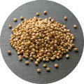 coriander seeds (Dhania k beej)(دھنیا کے بیج)Desi/Germinated/Best Quality/Fast growing/Excellent Germination/High Quality/Healthy Vegetable Seeds/Vegetable/Home/Kitchen/Gardening seeds/beej/Vegetables Seeds Packet. 