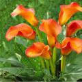 Orange Calla Lily Flower Seeds Bulbs Pack of 5 Size Daffodil. 