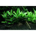 Aquariums/ Live Plants ,Hygrophila Polysperma Aquatic Plant for Planted Aquariums/ Live Aquatic Aquarium Low Tec Plants/. 