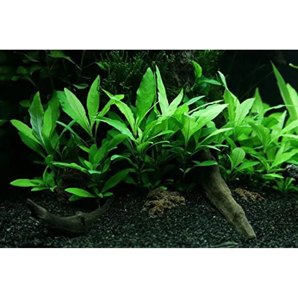 Aquariums Live Plants Hygrophila Polysperma Aquatic Plant for Planted Aquariums Live Aquatic Aquarium Low Tec Plants Daraz.pk