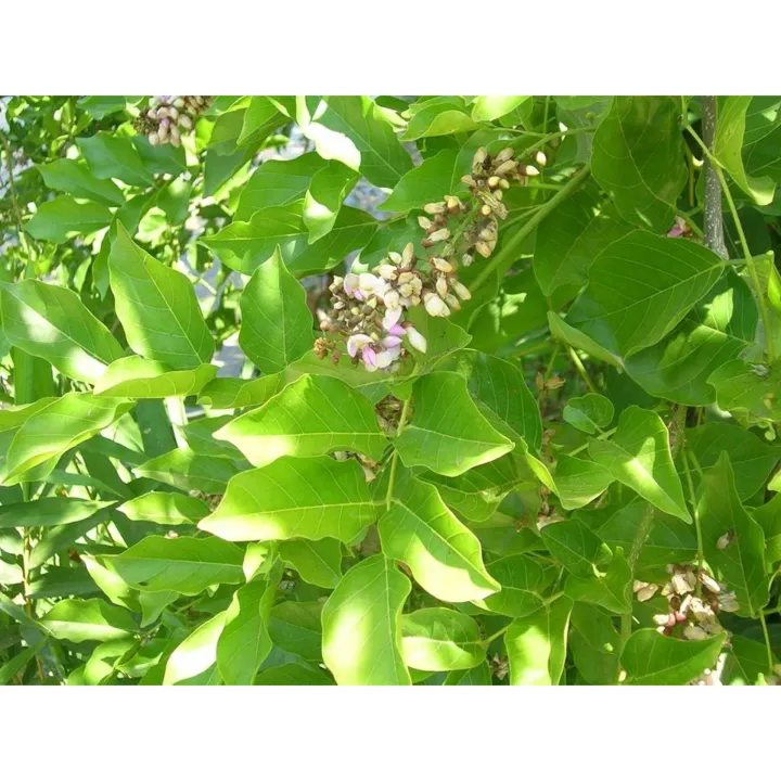 %C3%98%C2%B3%C3%99%CB%86%C3%98%C2%AE%20%C3%9A%E2%80%A0%C3%9B%C5%92%C3%99%E2%80%A0%20%C3%98%C5%92%20%C3%99%C2%BE%C3%99%CB%86%C3%99%E2%80%A0%C3%9A%C2%AF%C3%98%C2%A7%C3%99%E2%80%A6%C3%9B%C5%92%C3%98%C2%A7%20%C3%99%C2%BE%C3%9B%C5%92%C3%99%E2%80%A0%C3%98%C2%A7%C3%99%C2%B9%C3%98%C2%A7%20%C3%98%C2%AF%C3%98%C2%B1%C3%98%C2%AE%C3%98%C2%AA%20%C3%9A%C2%A9%C3%9B%E2%80%99%20%C3%98%C2%A8%C3%9B%C5%92%C3%98%C2%AC%20%C3%9A%C2%AF%C3%9A%C2%BE%C3%98%C2%B1%20%C3%98%C2%A7%C3%99%CB%86%C3%98%C2%B1%20%C3%98%C2%A8%C3%98%C2%A7%C3%98%C2%BA%20%C3%9A%C2%A9%C3%9B%E2%80%99%20%C3%99%E2%80%9E%C3%98%C2%A6%C3%9B%E2%80%99%20%C3%98%C2%A7%C3%98%C2%B9%C3%99%E2%80%9E%C3%9B%C5%92%20%C3%98%C2%B4%C3%98%C2%B1%C3%98%C2%AD%20%C3%9A%C2%A9%C3%9B%C5%92%20%C3%98%C2%B4%C3%98%C2%B1%C3%98%C2%AD%20%C3%9A%C2%A9%C3%9B%E2%80%99%20%C3%98%C2%B3%C3%98%C2%A7%C3%98%C2%AA%C3%9A%C2%BE%20-%20Image%205