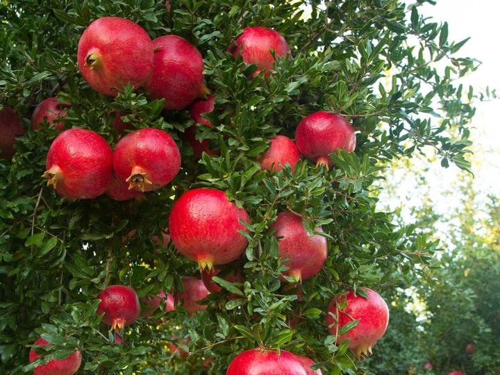 10Pcs%20Pomegranate%20Fruit%20Seeds%20-%20Image%204