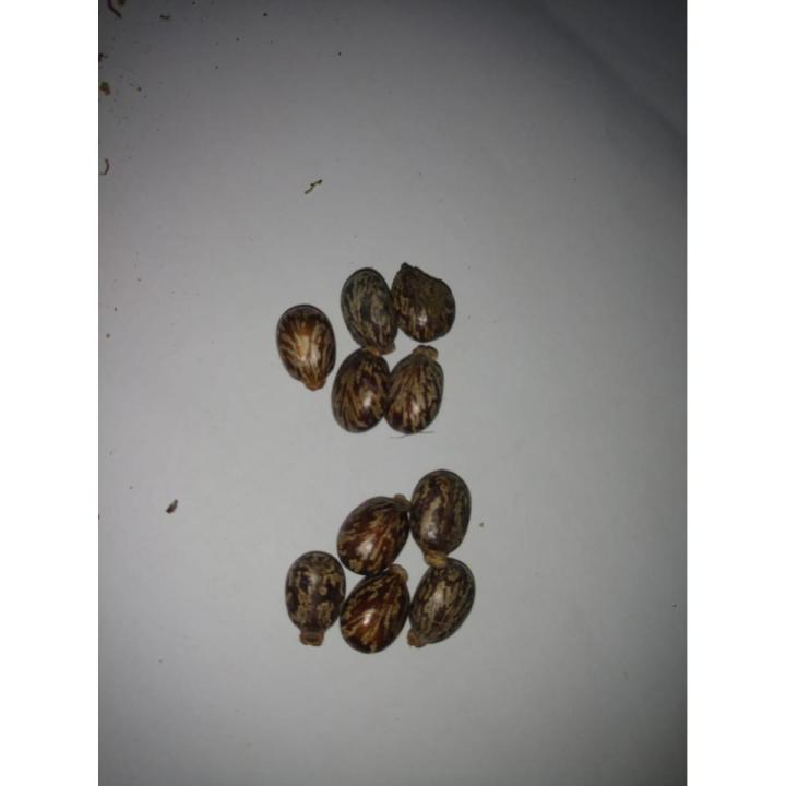 10 Castor oil seeds 100percent germinate for grow caster plant Eranda ( Riccinus communis ) castor been arand treeuse for many purpose
