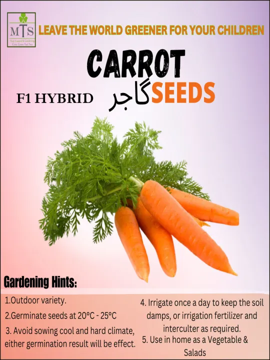 Top%20Quality%20Hybrid%20Carrot%20Seeds%20-%20Easy%20to%20Grow,%20High%20Nutrition%20-%20Image%203