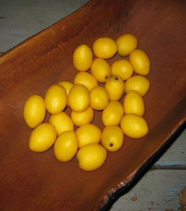 10%20Dwarf%20Lemon%20Tree%20Seeds--Natural%20Perfume%20Indoor%20-%20Image%204