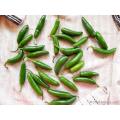 Green Chili/Chilli (Sabz Mirch) Kitchen Gardening Vegetable Best Quality Seeds. 