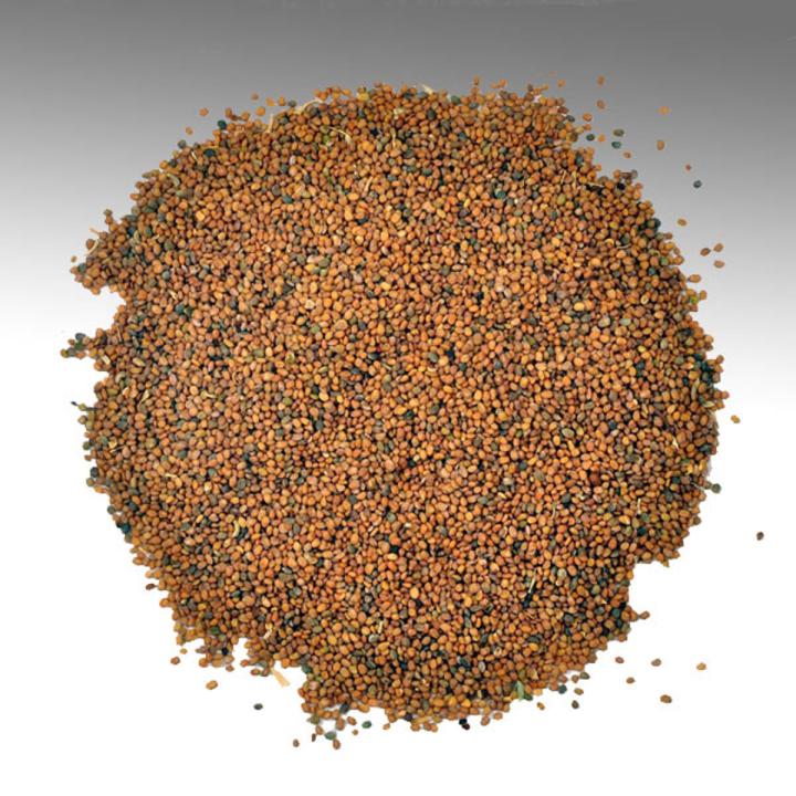 Taramira Seeds (Tukhme Taramira) - 500 Grams