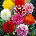 All in One Winter Flowering Imported Seeds Pack. 