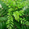 Curry leaves (کڑی پتہ). 
