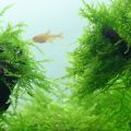 Java Moss for Aquarium. 