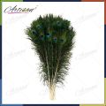 Artisan - 20Pcs Peacock Feathers - Size 70cm-80cm Height (Natural Original Real) peacock feather. 