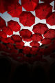Red Theme Aesthetic Wall Photo Collage Kit 21 Cards 4x6 Inch HD Quality Prints. 