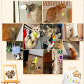 【Happier】Hot selling Pet Supplies Cat Cat Toys 6pc Interactive Cats Toy Elastic Cat Scratch Rope Retractable Door Hanging Mouse Funny Self-hey Catnip Toys Pet Playing. 